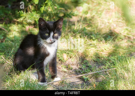 Giovane maschio cat è curiosamente guardando in giro in giardino Foto Stock