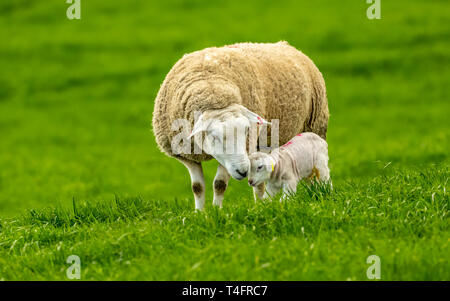 Pecora texel con il neonato agnello. Concetto: amore della madre. Pecore e agnelli nel lussureggiante verde prato in primavera. Paesaggio, orizzontale. Spazio per la copia Foto Stock