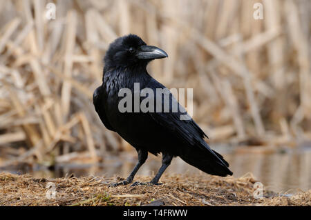 Comuni / Raven Kolkrabe ( Corvus corax ) arroccato sul terreno, scrupoloso close-up, nero lucente piumaggio, guardando attentamente, fauna selvatica, l'Europa. Foto Stock