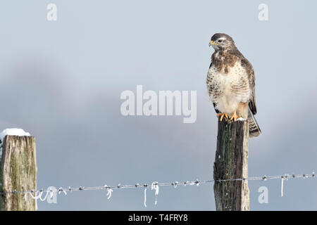 Comune Poiana / Maeusebussard ( Buteo buteo ) su un freddo gelido inverno giorno, caccia da un recinto pole, divertente lungo collo, la fauna selvatica, l'Europa. Foto Stock