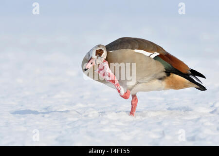 Oca egiziana / Nilgans (Alopochen aegyptiacus) in inverno, permanente sulla coperta di neve farmland, prurito, graffiare la sua testa, la fauna selvatica, l'Europa. Foto Stock