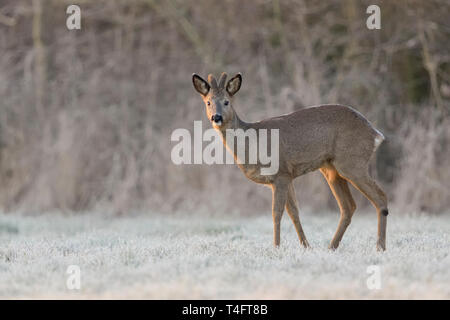 Capriolo / Reh ( Capreolus capreolus ), maschio in inverno, buck, velluto palchi, in piedi sul bordo di una foresta su una coperta di neve prato, wildilfe, Eur Foto Stock