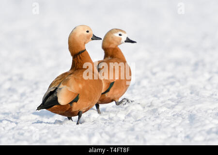 Ruddy Shelducks / Rostgänse ( Tadorne casarca ), coppia, coppia in inverno, svernamento sulla coperta di neve farmland, timido, a piedi, invasivo spezies ho Foto Stock