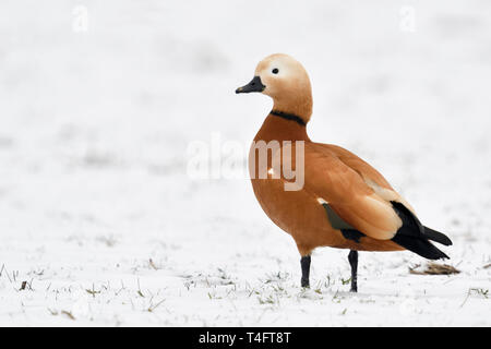 Casarca / Rostgans ( Tadorne casarca ), maschio di svernamento in abito di allevamento, permanente sulla coperta di neve farmland, invasivo spezies in Europa, wi Foto Stock