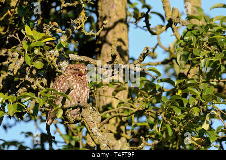 Piccolo gufo / Minervas Owl / Steinkauz ( Athene noctua ) appollaiato sopra il giorno in un vecchio albero di pera, a prendere il sole, chiamando, ben mimetizzata, fauna selvatica, l'Europa. Foto Stock