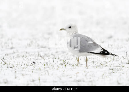 Mew Gull / Sturmmoewe ( Larus canus ) in inverno, seduti su una coperta di neve farmland, giovane uccello in seconda inverno, fauna selvatica, l'Europa. Foto Stock