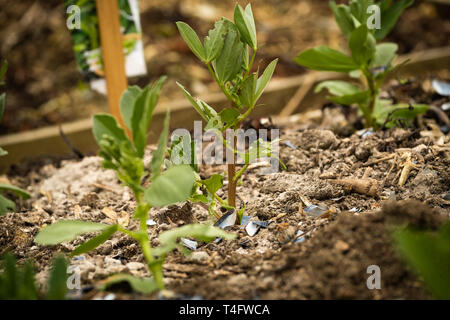 Giardinaggio di vegetale nel Regno Unito - giovani grandi piante di fagiolo in un letto sollevata su un riparto giardino circondato da una spolverata di legno fresco e ceneri frantumate gusci di mitili per proteggerli da essere mangiato da slug Foto Stock