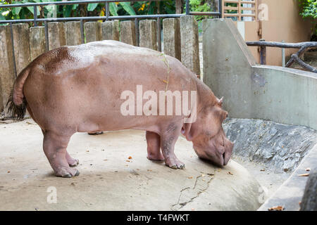 Corpo pieno di un ippopotamo Foto Stock