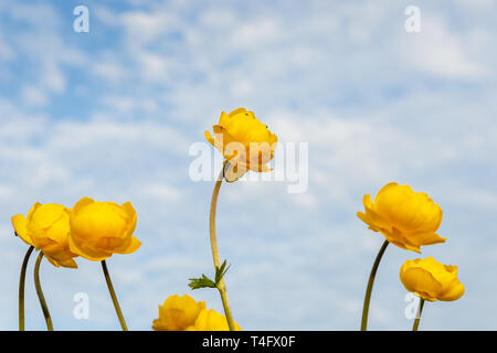 Globeflower, Trollius europaeus, bel giallo Globeflowers Ranunculaceae europea. Fiore di libro rosso. Foto Stock