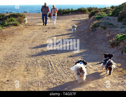 Due Shih Tzu tenendo per se stessi per una passeggiata. Cani legati con guinzaglio in esecuzione da loro stessi Shih Tzu camminare da solo, solitario, da solo insieme a Valencia in Spagna. Foto Stock