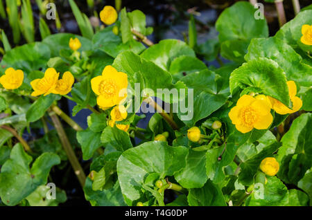 Marsh calendula fiori, giallo in primavera. Vista ravvicinata della pianta che cresce a bordo di un laghetto in giardino. Foto Stock