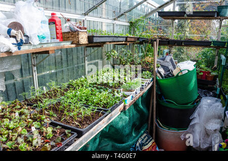 Piantine e giovani piante che crescono in seminiere e vecchie vasche di margarina su scaffali in una serra. Cresciuto a casa da un appassionato di giardinaggio, Foto Stock
