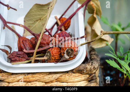 Rosa appassita teste di seme in una vasca da bagno su un ripiano in serra Foto Stock