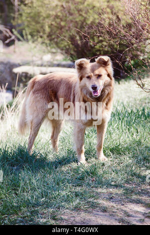 Homelless cane è in cerca di cibo. foto. Foto Stock