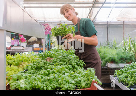 Giardiniere del mercato coltivazione di erbe nella sua fucina Foto Stock