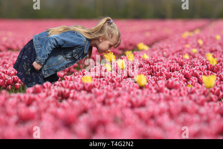 Keeley Thorne, 6, passeggiate attraverso un campo pieno di tulipani colorati che sono venuti in bloom vicino a King's Lynn nel Norfolk, come la Gran Bretagna vede più calda primavera meteo questa settimana, con temperature che arrivano fino a 22 gradi Celsius. Foto Stock