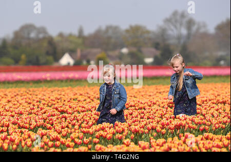 Keeley Thorne, 6 (a destra), e sua sorella Teagan, 4, a piedi attraverso un campo pieno di tulipani colorati che sono venuti in bloom vicino a King's Lynn nel Norfolk, come la Gran Bretagna vede più calda primavera meteo questa settimana, con temperature che arrivano fino a 22 gradi Celsius. Foto Stock