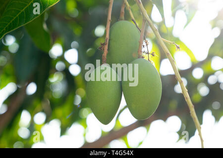 Chiudere i giovani green mango appendere su albero in giardino con spazio di copia Foto Stock