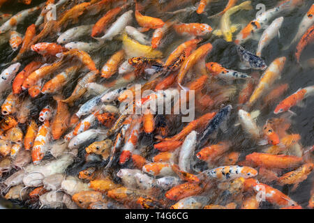 Carpa koi Foto Stock