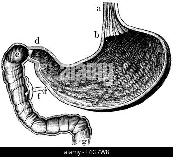 A) dell'esofago, b) cardia o lo stomaco, c) interni dello stomaco, d) ganascia dello stomaco (piloro), e) duodeno, f) allo svincolo del pancreas, g) la transizione al piccolo intestino, anonym 1887 Foto Stock