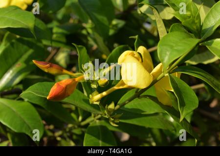 Bellissimo fiore giallo [ l'Allamanda ] Foto Stock