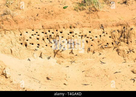 Sabbia Martins o Riparia Riparia in fori di nesting Foto Stock