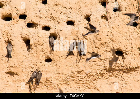 Sabbia Martins o Riparia Riparia in fori di nesting Foto Stock