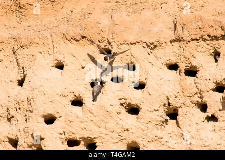 Sabbia Martins o Riparia Riparia in fori di nesting Foto Stock