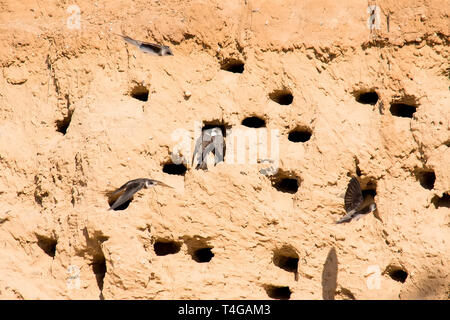 Sabbia Martins o Riparia Riparia in fori di nesting Foto Stock