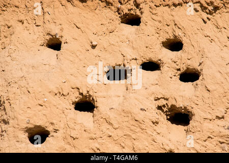 Sabbia Martins o Riparia Riparia in fori di nesting Foto Stock