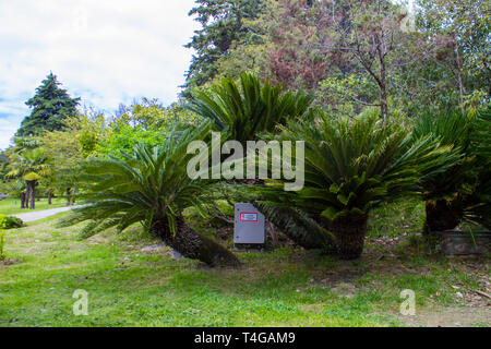 Cycas revoluta Sotetsu, sago palm, re sago, sago .cycad, Giapponese sago Palm , è una specie di gimnosperme nella famiglia Cycadaceae. Foto Stock