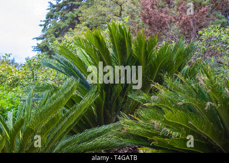 Cycas revoluta Sotetsu, sago palm, re sago, sago .cycad, Giapponese sago Palm , è una specie di gimnosperme nella famiglia Cycadaceae. Foto Stock