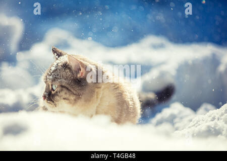 Simpatico gatto siamese gatto passeggiate nella neve profonda nel giardino di inverno Foto Stock