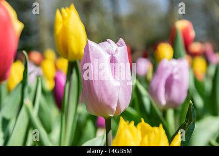 Fioriture di tulipani colorati su un parco prato primavera. Foto Stock
