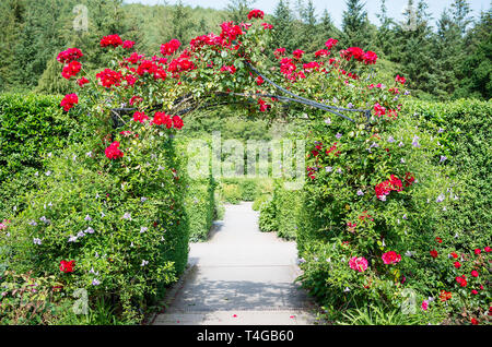 Rosa Raymond Chenault addestrati per aggiungere interesse floreale di un arco tra due diversi giardini di rose in Rosemoor Devon UK Foto Stock