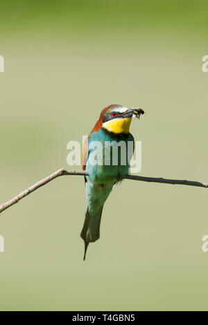 Europei maschili gruccione, nome latino Merops apiaster, appollaiato su un ramo di un ape nel suo becco Foto Stock