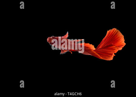 Colore rosso Siamese fighting fish(Rosetail), la lotta contro la pesca, Betta splendens, su sfondo nero con tracciato di ritaglio Foto Stock