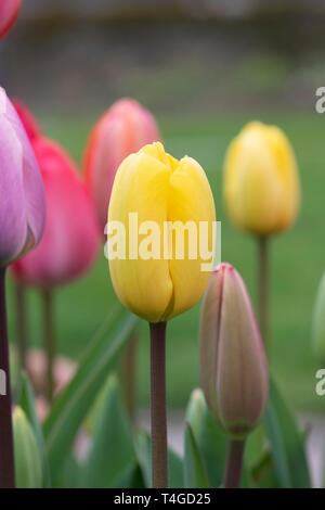 Tulipa. Tulipano giallo fiore in primavera Foto Stock