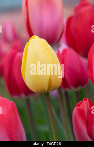 Tulipa. Tulipano giallo fiore in primavera Foto Stock