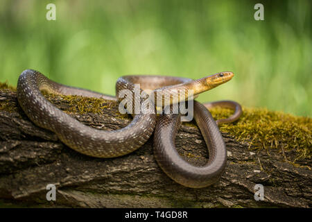 La fauna selvatica foto di saettone Zamenis longissimus Foto Stock