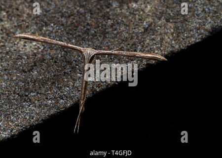 Pennacchio comune Tignola, Emmelina monodactyla, con ali laminati sulla parete. (T-falena o mattina-gloria moth), marrone, Foto Stock