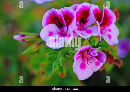 Pelargonium con dei fiori bianchi e petali di rosa su una bussola con foglie verdi su un giorno di estate Foto Stock