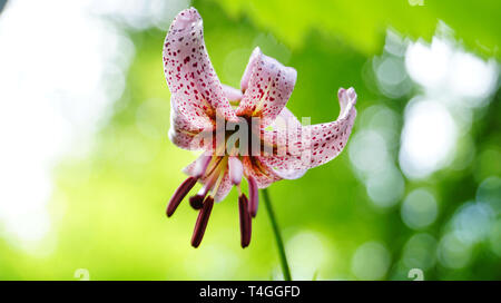 Giglio Fiore con petali di rosa screziato su una levetta su uno sfondo verde Foto Stock