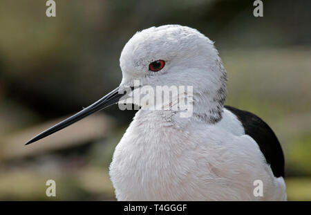 Nero Stilt alato (Himantopus himantopus) Foto Stock