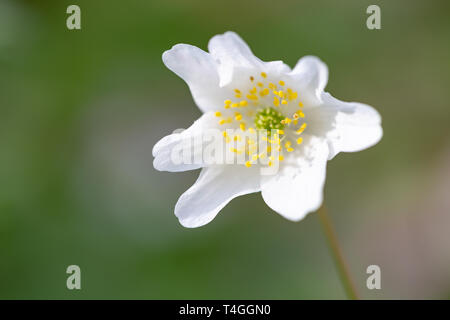 In prossimità di una singola testa di fiori di un Anemone nemorosa , impianto Foto Stock