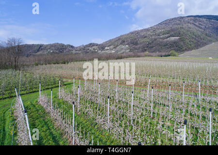 Agricoltura in Valtellina, frutteti e vigneti Foto Stock