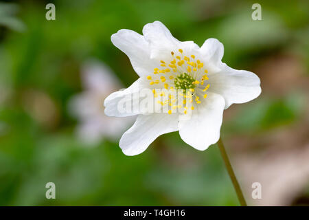 In prossimità di una singola testa di fiori di un Anemone nemorosa , impianto Foto Stock