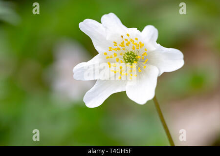 In prossimità di una singola testa di fiori di un Anemone nemorosa , impianto Foto Stock