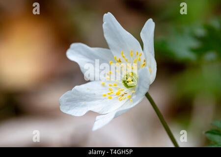 In prossimità di una singola testa di fiori di un Anemone nemorosa , impianto Foto Stock