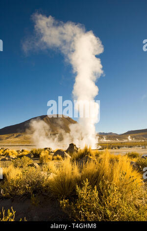 Le fumarole a El Tatio geyser ad una altitudine di 4300m, il deserto di Atacama, Regione di Antofagasta, Cile, Sud America Foto Stock